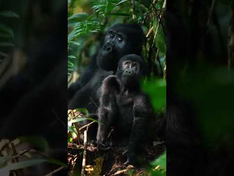 Video: Horská gorila: fotografia, popis