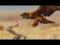 COBRA vs ÁGUILA | La Caza Más Letal del Cielo