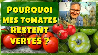 Pourquoi Mes Tomates Restent Vertes Et Ne Rougissent Pas ? Pourquoi Mes Tomates Restent Vertes Et Ne Rougissent Pas ?