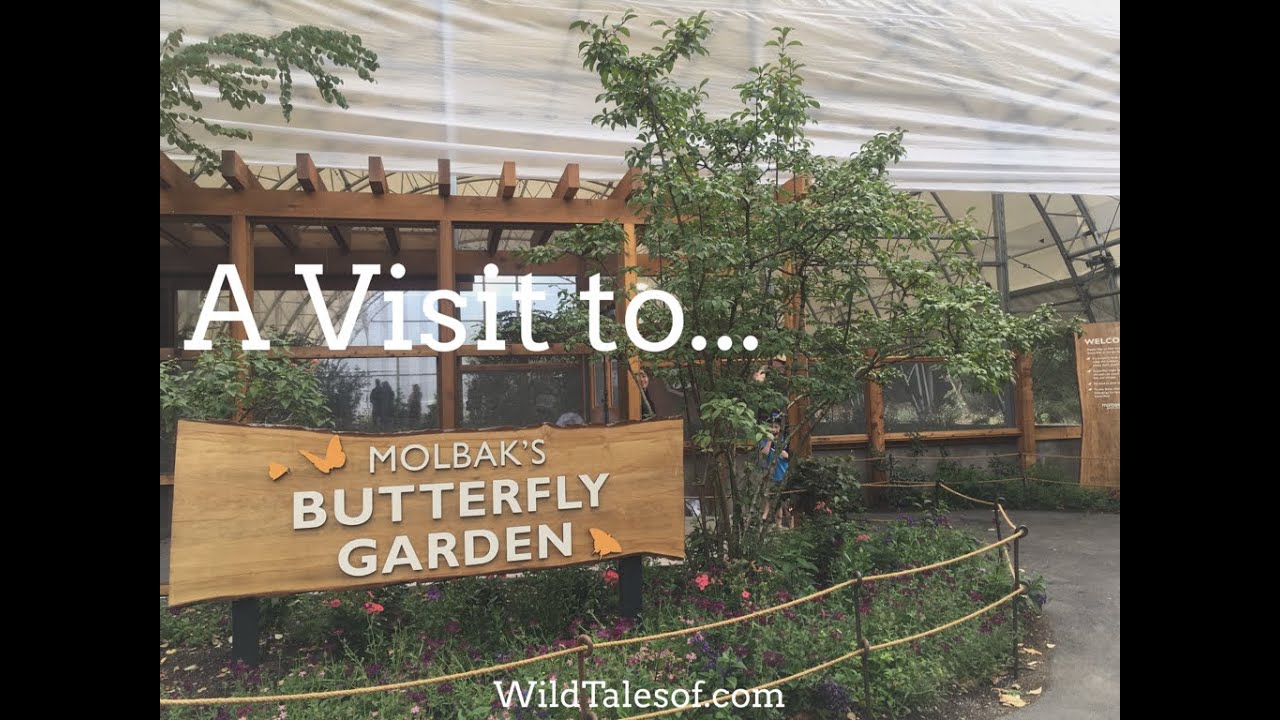 Molbak's Butterfly GardenWoodland Park Zoo YouTube