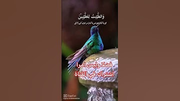 القرآن الكريم #اكسبلور #رمضانمبارك #دويتو #تيك_توك #duet #صباح_الخير #ترند #لايك #حالات_واتس