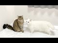 密会している猫達に近づいてみると…