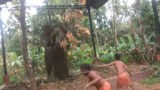 Elephant Throws Sticks When Asked To Move