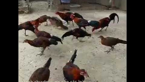 Gà Rừng Rặc Tai Đỏ F1🐓🐓 đẹp long lanh cho anh em đam mê - LH:Nguyễn Lực 0985977366.