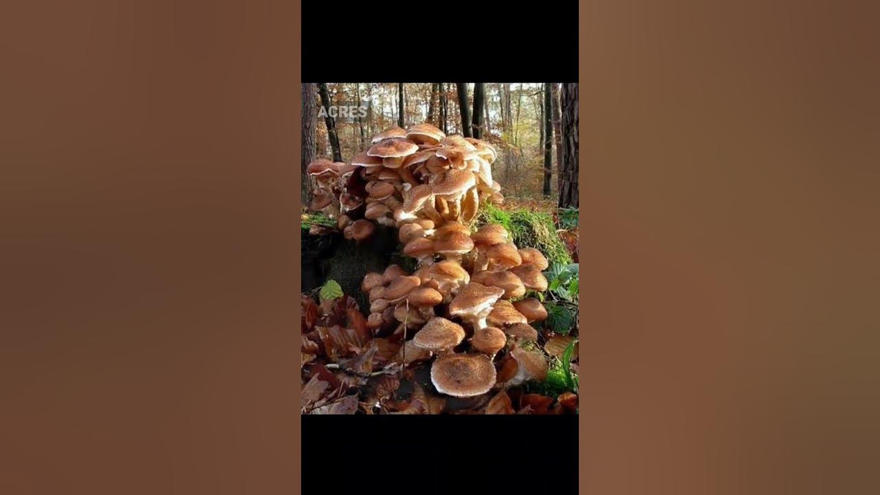 the-armillaria-ostoyae-the-largest-and-oldest-organism-on-earth-youtube