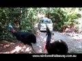 Cassowaries in the driveway at Rainforest Hideaway