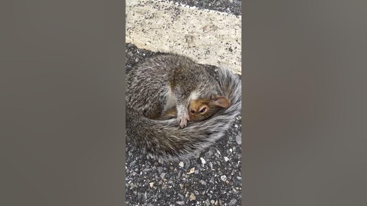 Squirrel hurt YouTube