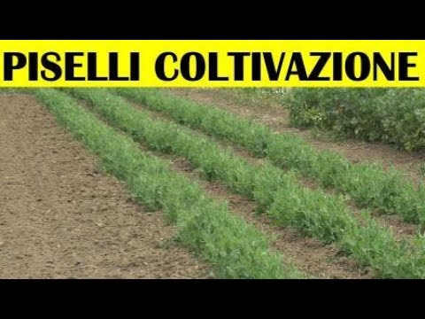 Video: Informazioni sui piselli da campo - Scopri le diverse varietà di piselli da campo