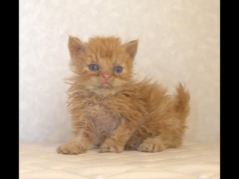 セルカークレックス子猫 Selkirk Rex 2025.5.28産まれ レッドタビー 巻き毛 セミロング 男の子 シーダキャット猫のお店