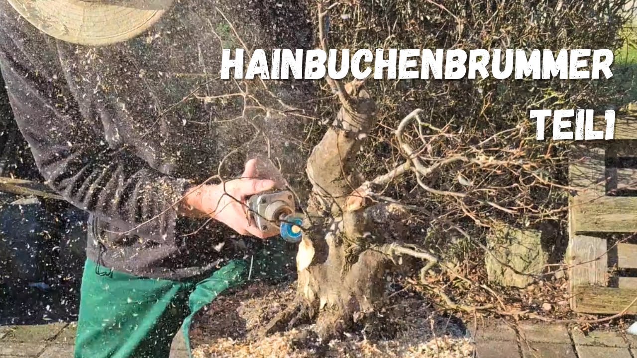 2026 01 20 Hainbuchenbrummer Teil1