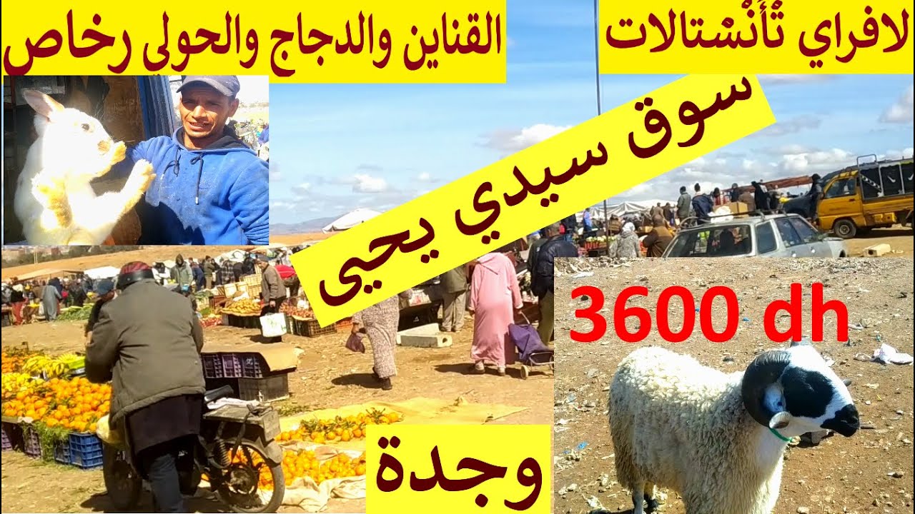 سوق سيدي يحيى اليوم الدجاج رخيص القناين الروميين رخاص  عند ولد بوعلام الحولي رخيص في سوق الغنم