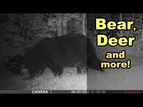 Bear, Deer and more! 🐻🐾 Trail Cam Highlights