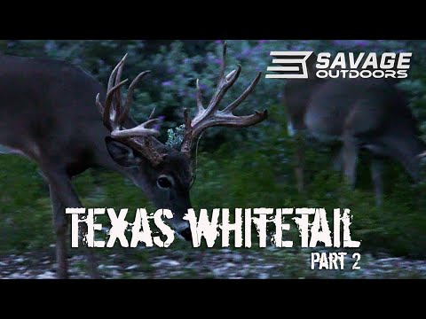 GIANT Texas Bow BUCK!