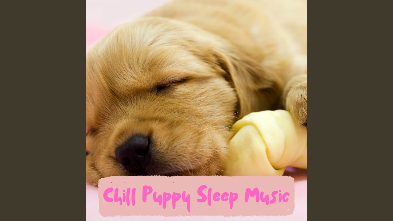 Calm Down Puppies With Piano YouTube Calm Down Puppies With Piano YouTube