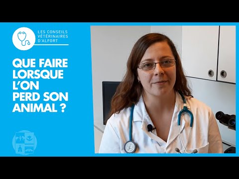 Vidéo: Que Faire Si Votre Animal Tombe Malade Ou Se Blesse En Vacances