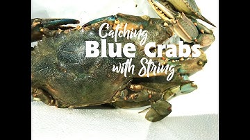 How to Catch Blue Crabs with a String | Hutch House Family | Big Adventure Fam