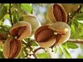 How to grow  Almond /बादाम की खेती