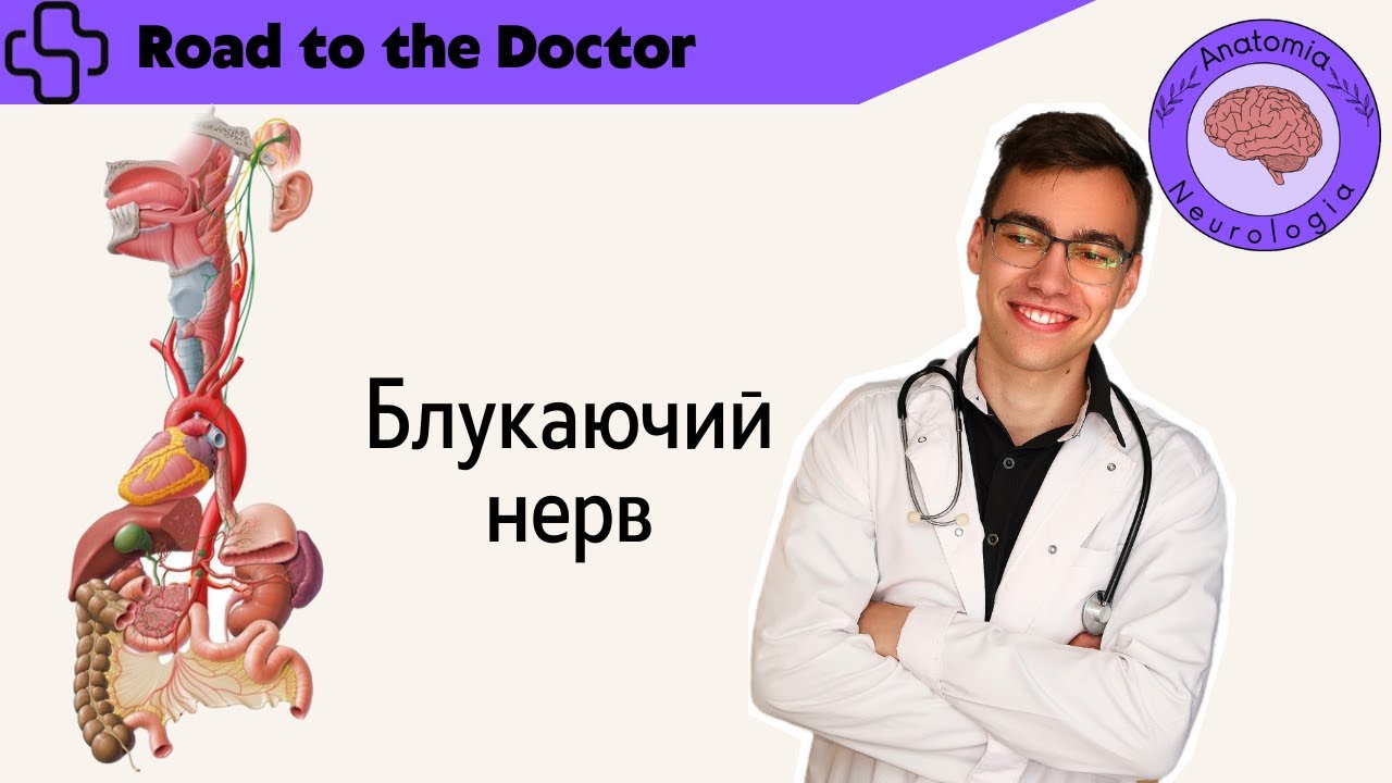 Блукаючий нерв (Х пара ЧМН) - YouTube