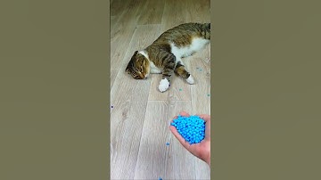 Cat Barsik Beads 🔵🌈 Reverse video #marblerunandmore #cat #reverse