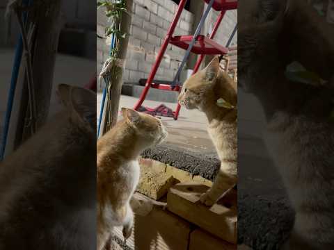 بحث سر قلمرو