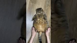 Самый толстый кот в мире