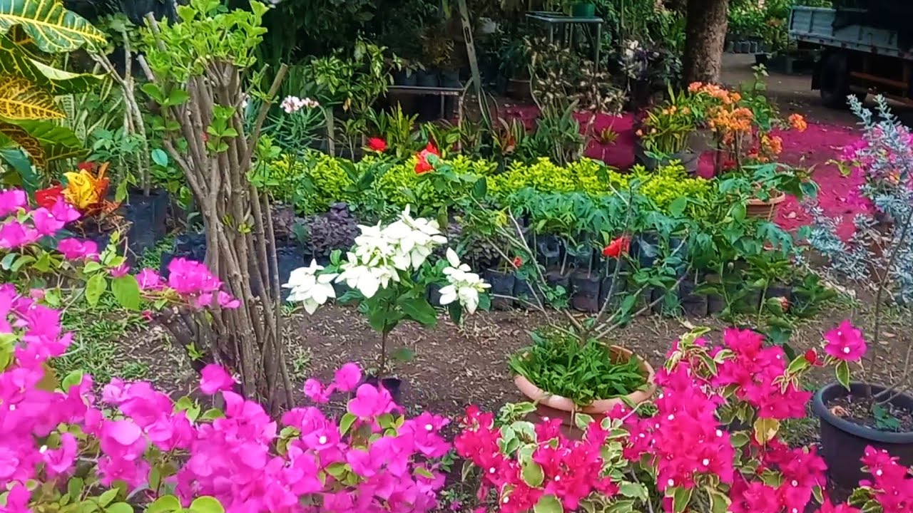 PLANTAS DE MI JARDIN LISTAS PARA PROPAGAR Y VENDER 