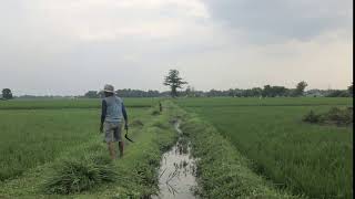 Rice Growing Time Lapse- Center View, Indonesia.
