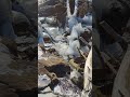A Winter Melt and Refreeze means rushing water and ice flows at the Blackstone Gorge