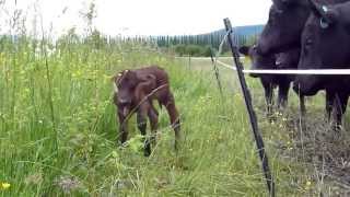 Jubilee Farm - 2013 newborn calf