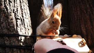 :    ..   Squirrel started to lose its winter fur from... her nose