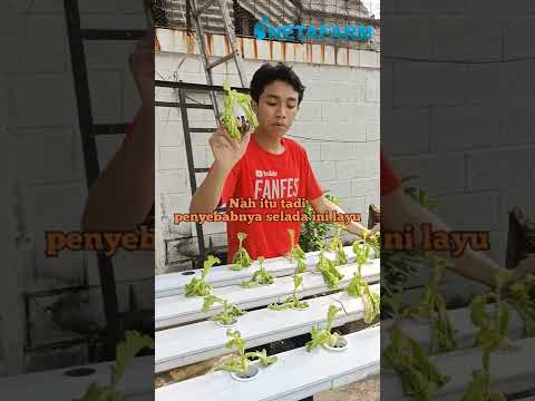 Video: Mengapa Salad Saya Lembap - Punca Anak Benih Salad Layu