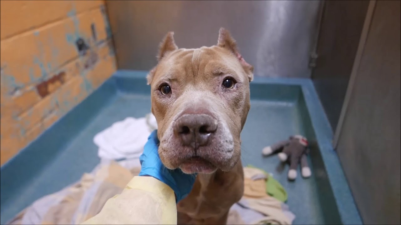 Blue - 8858 - Brooklyn ACC camera iphone 8 plus apk