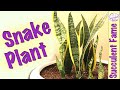 How to Propagate & Repot Snake Plants (Complete with Updates)