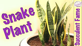 How to Propagate &amp; Repot Snake Plants (Complete with Updates)