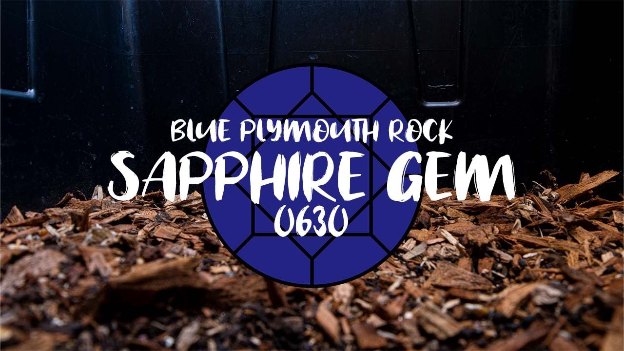 0630 // SAPPHIRE GEM // DAILY BLUE PLYMOUTH ROCK CHICK GROWTH