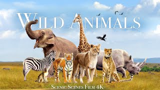 Amazing Scene of Wild Animals In 4K - Scenic Relaxation Film - Part 2