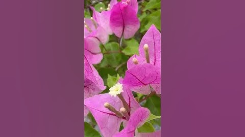 Khuôn Chậu Chum Tròn 68 Thổi Hơi Tháo Lòng, Xoay 360 Độ - Tiện Lợi Vô Đối!