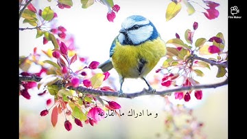 سورة القارعة سليم بهنان | تلاوة هادئة