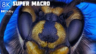 SUPER MACRO WORLD- 8K (60FPS) ULTRA HD - With Nature Sounds and flowers (Colorfully Dynamic)