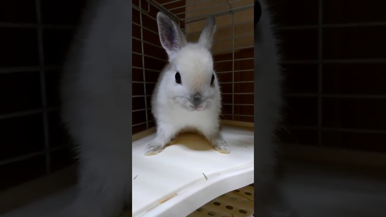うさぎ ネザーランドドワーフ フロスティ Youtube