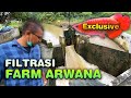 BONGKAR FILTRASI FARM IKAN ARWANA SUPER RED - PANEN IKAN PREDATOR BRO!