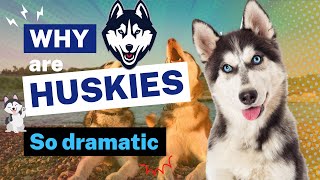 Why Are Huskies So Dramatic? Exploring The Silly & Vocal Nature Of This Breed by Wanna Know Everything 1 view 8 months ago 2 minutes, 46 seconds