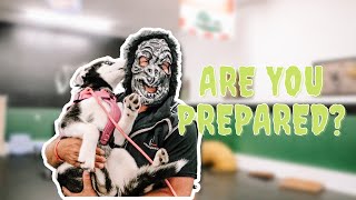 Door Greeting Games - Prepare Your Dog for Halloween