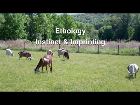 Ethology: Instinct & Imprinting