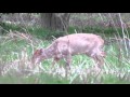 Mayday Deer (Roe &amp; Muntjac) - Around Watton - Norfolk