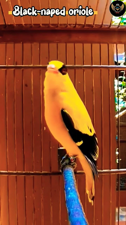 Black-naped oriole Birds Sounds Videos #bird #cutebirds #nature #birdslover #shorts