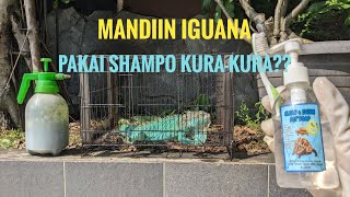 Memandikan Blue Iguana Pakai Shampo Kurakura??