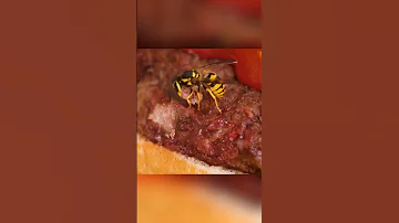Осы НЕ едят мясо, а вот что с ним делают