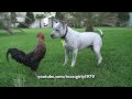 Pit Bull Sharky the Bodyguard Dog VS Mr. Rooster ATTACKS. HelensPets.com