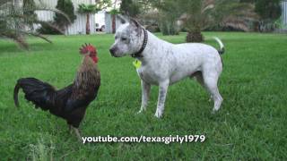 Pit Bull Sharky the Bodyguard Dog VS Mr. Rooster ATTACKS. HelensPets.com